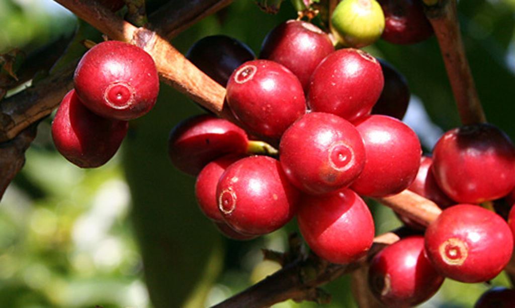 8oz/5lb – Peruvian – South America – Fresh Roasted To Order Coffee