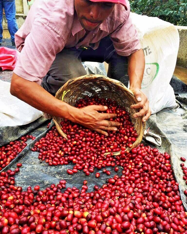 Brazilian Yellow Bourbon Coffee Beans Medium Roasted Daily 5 Pounds 1 Pound Bags