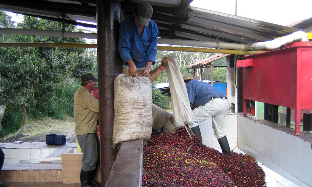 COLOMBIAN SUPREMO COFFEE BEANS ROASTED MEDIUM 5 POUNDS