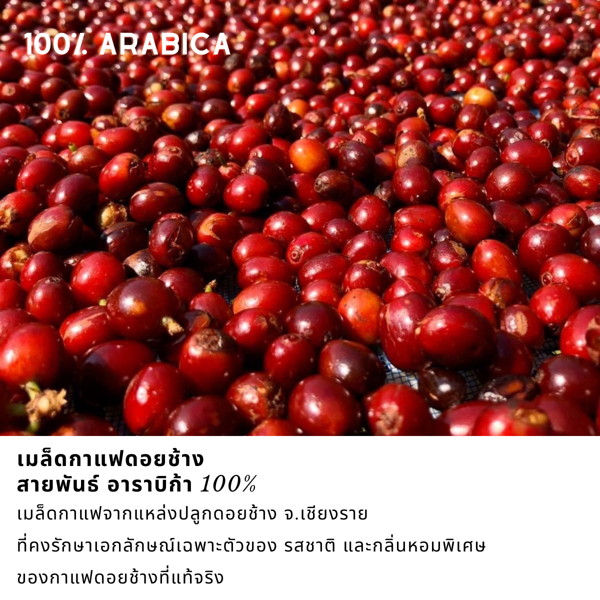 2X 100% Authentic Doi Chang Coffee Light/Medium /Dark, Arabica Coffee Beans 250g