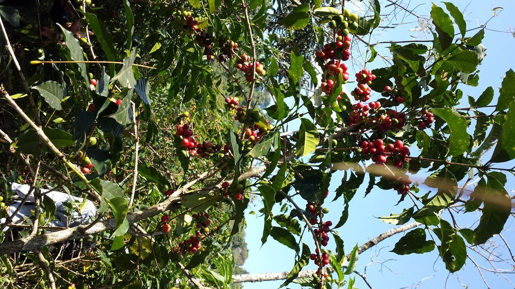 8oz/5lb – Ethiopia Yirgacheffe – African – Premium Fresh Roasted To Order Coffee