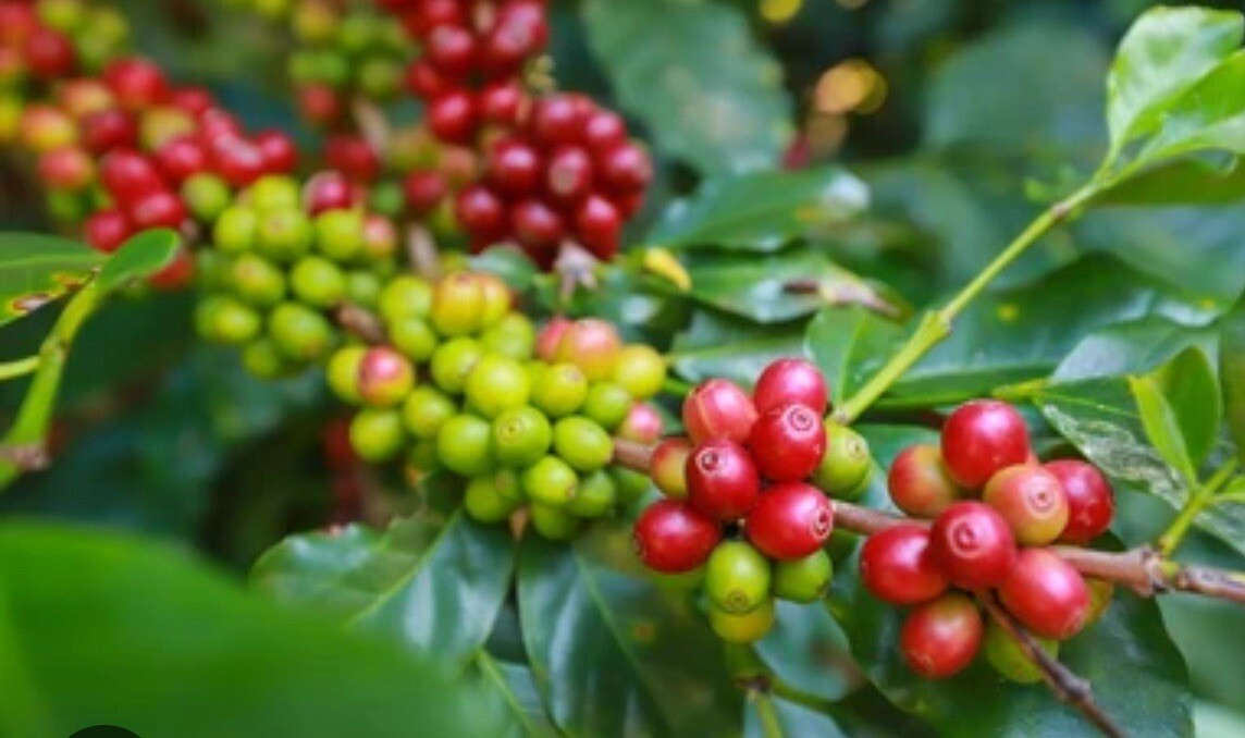 5 LB TANZANIA GREEN COFFEE WHOLE BEAN – ARABICA