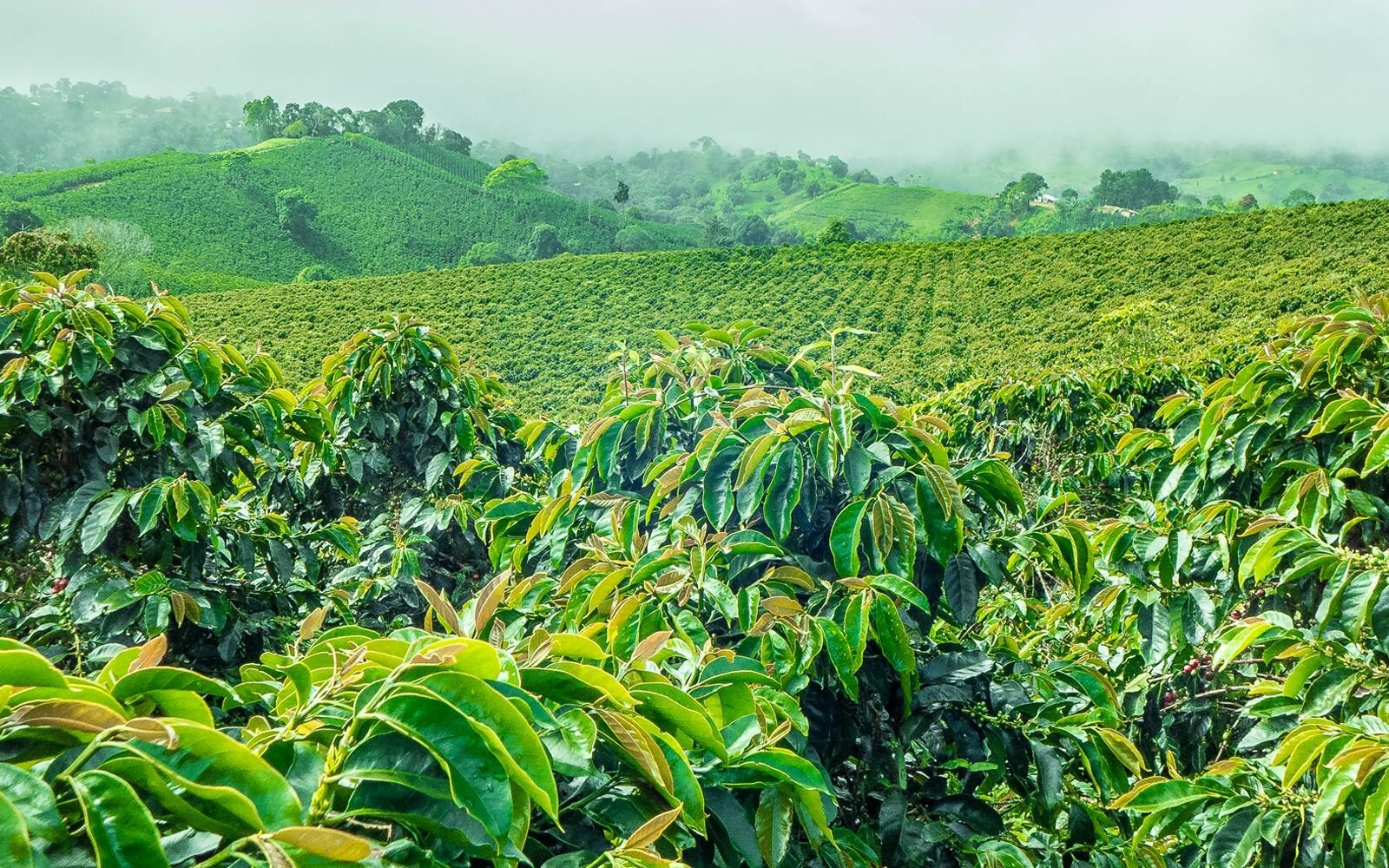 1 LB GUATEMALA SAMPLE COFFEE FRESH ROASTED WHOLE BEAN, GROUND – ARABICA