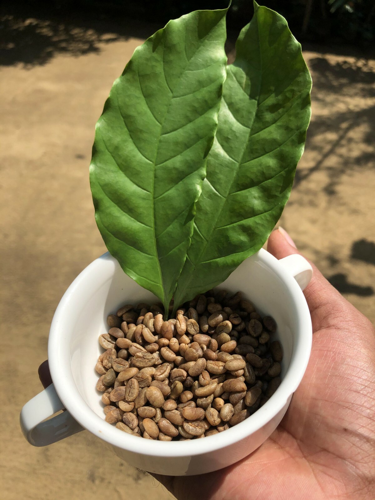 Ceylon Ground Coffee Beans, Sri Lankan Roasted Dark roasted Espresso Whole Beans