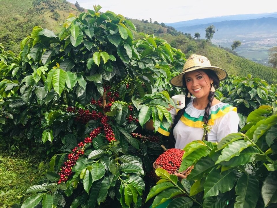 COLOMBIAN GREEN COFFEE – CATURRA, ARABICA – SINGLE ESTATE – HUILA, CO – 10 LB