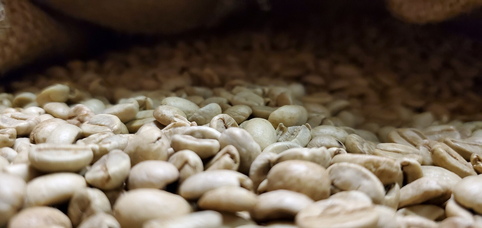 5 LB INDIA MONSOON MALABAR MONSOONED UNROASTED GREEN COFFEE BEANS – ARABICA