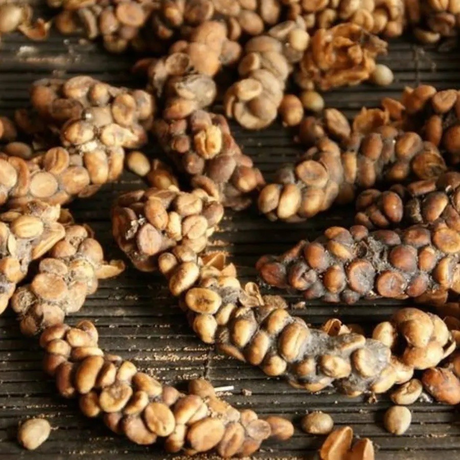 ☕ “Best / Most Expensive” Kopi Luwak 🥇 50 grams (1.75 oz) — BEST SELLER |