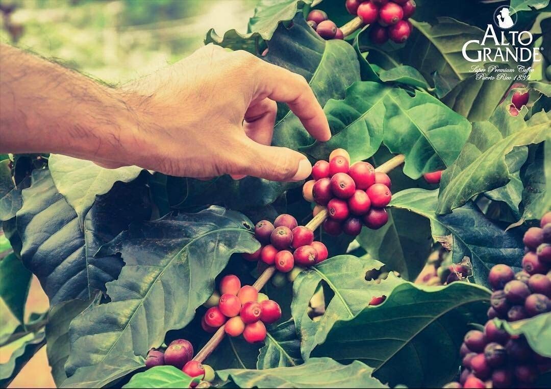 Alto Grande Coffee Whole Bean Premium Arabica Single Origin Puerto Rico 2 Lbs