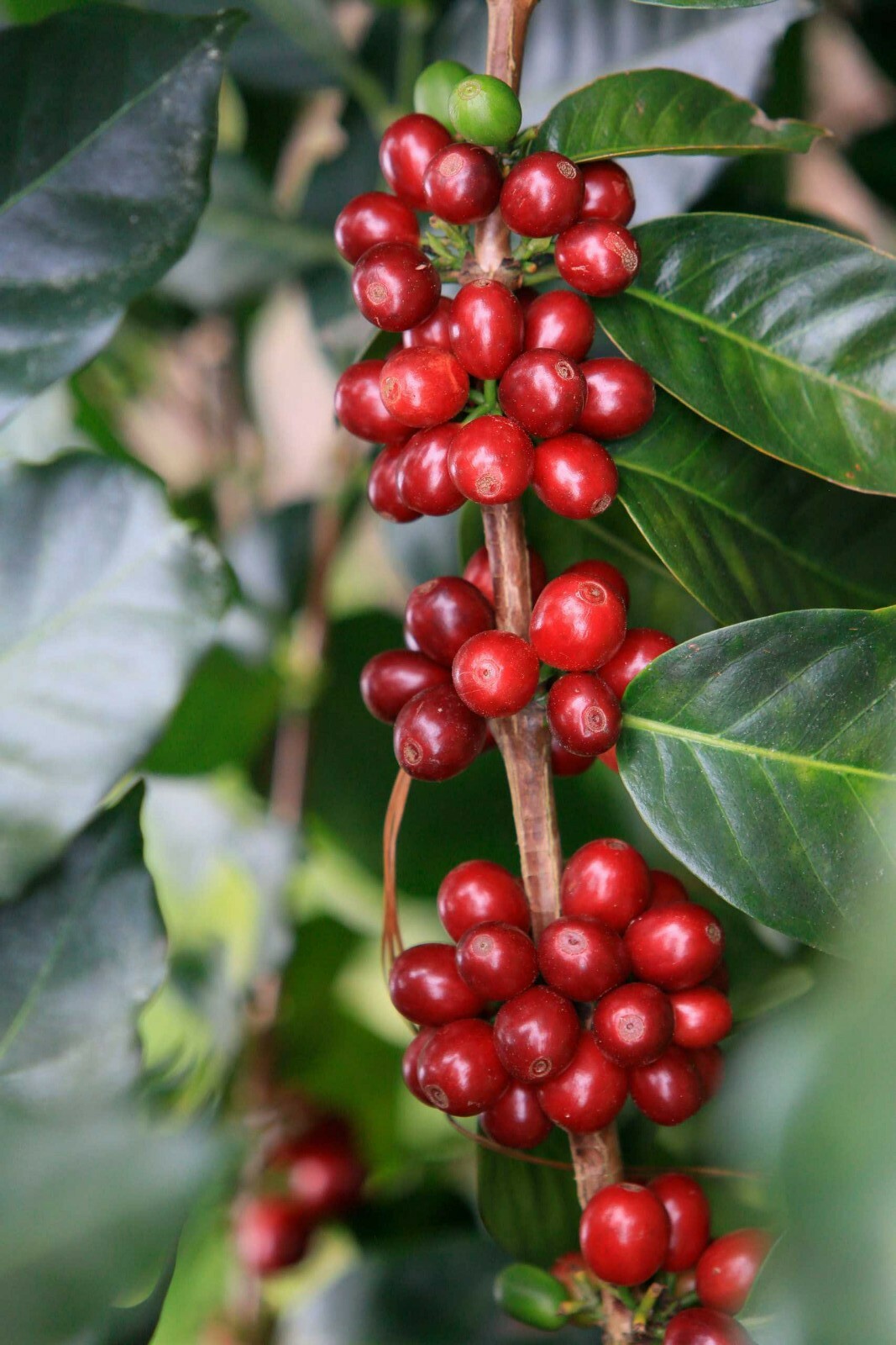 5 LBS HONDURAS HONDURAN FRESH UNROASTED GREEN COFFEE BEANS – ARABICA
