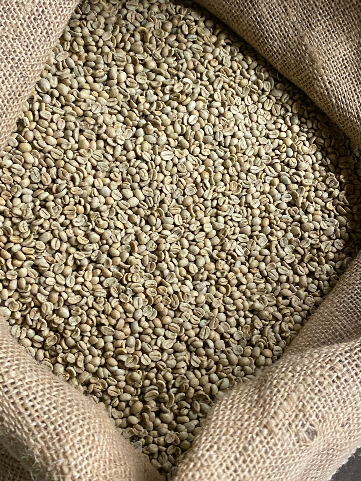 5 LB FRESH UNROASTED EL SALVADOR GREEN COFFEE BEANS FIVE POUND – ARABICA