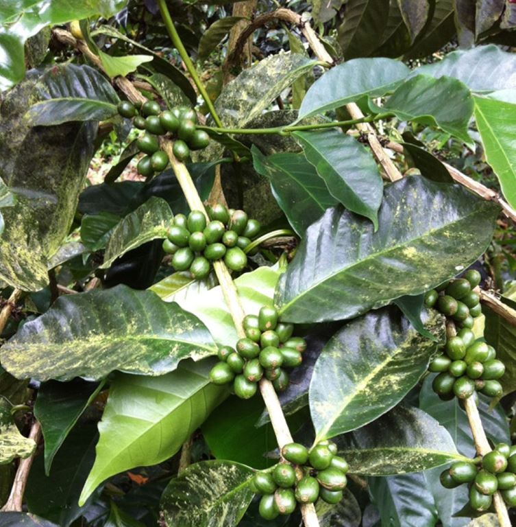COLOMBIA – Premium Specialty Coffee – Unroasted Green Beans for Home Roasters
