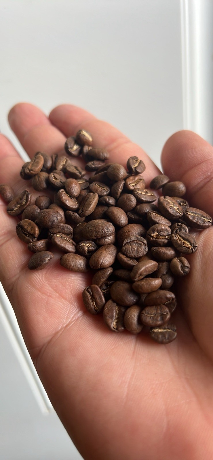 2, LB EL SALVADOR FRESH ROASTED ORGANIC COFFEE WHOLE BEAN.