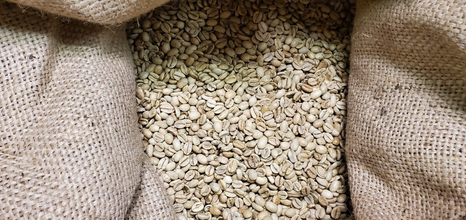 5 LB INDIA MONSOON MALABAR MONSOONED UNROASTED GREEN COFFEE BEANS – ARABICA