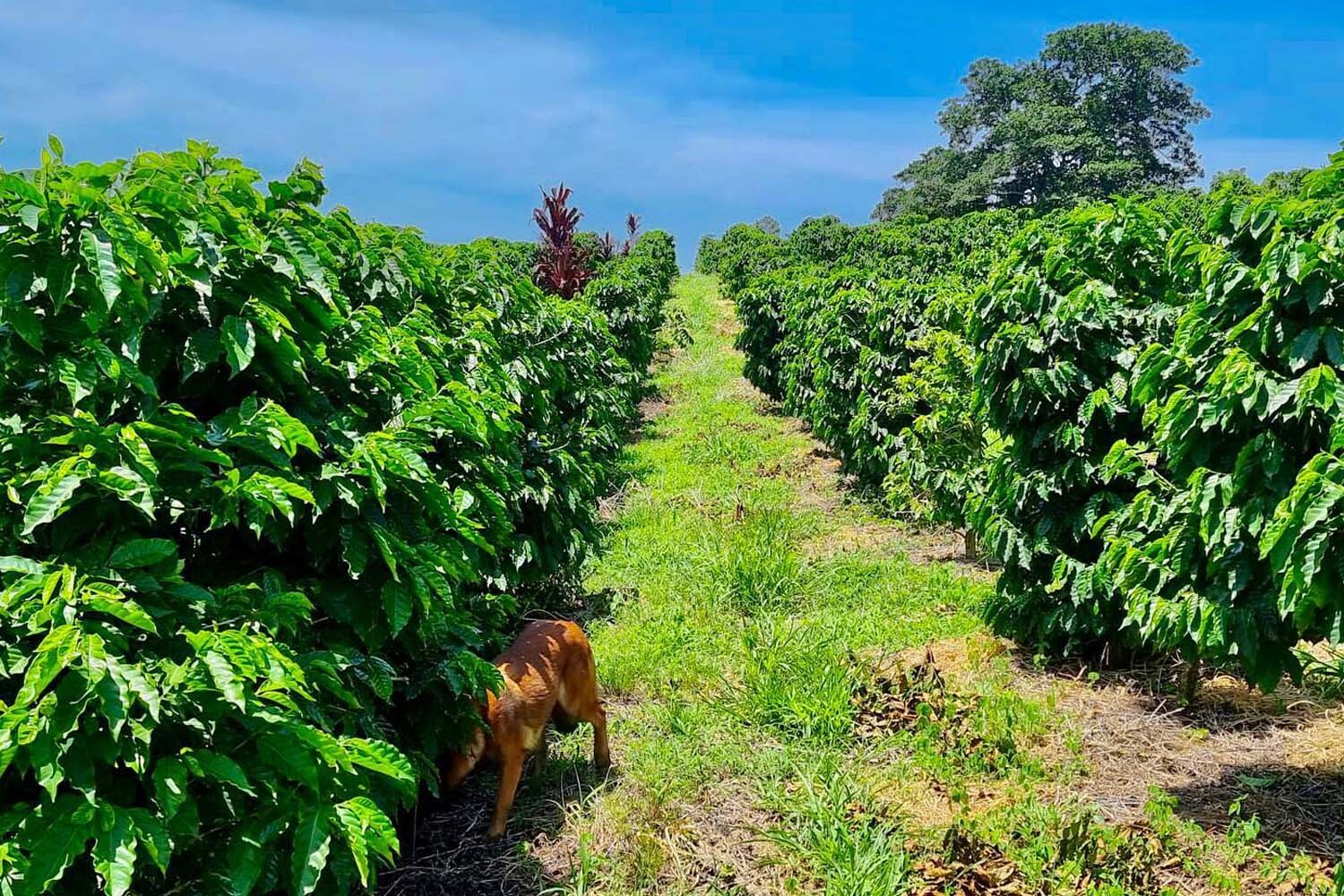 2lb/40lb – Guatemala Huehuetenango – SpecialtyGrade Unroasted Green Coffee Beans