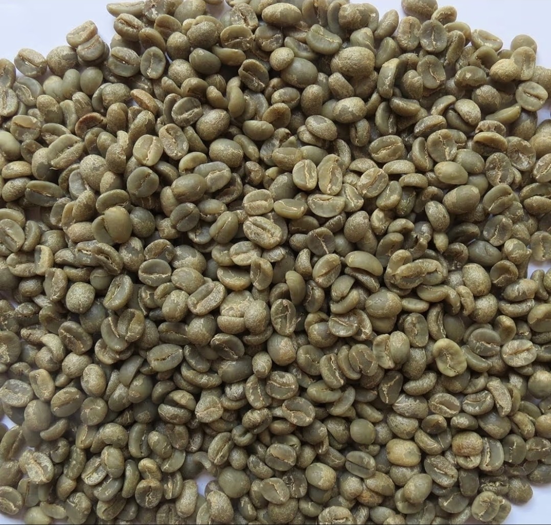 Green Coffee Beans / Nicaraguan Caturra / 10 Pound / UNROASTED