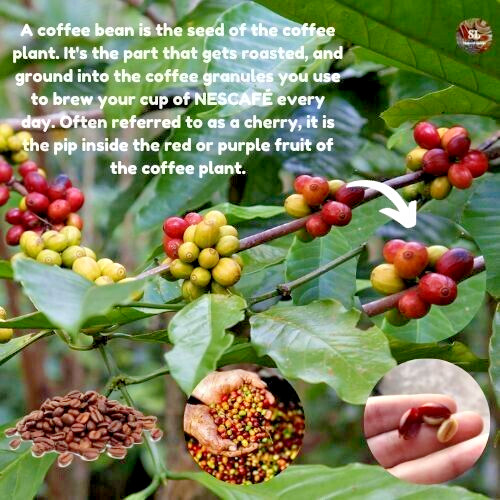 new Fresh black coffee beans, organic ceylon high quality 100g Sri lanka