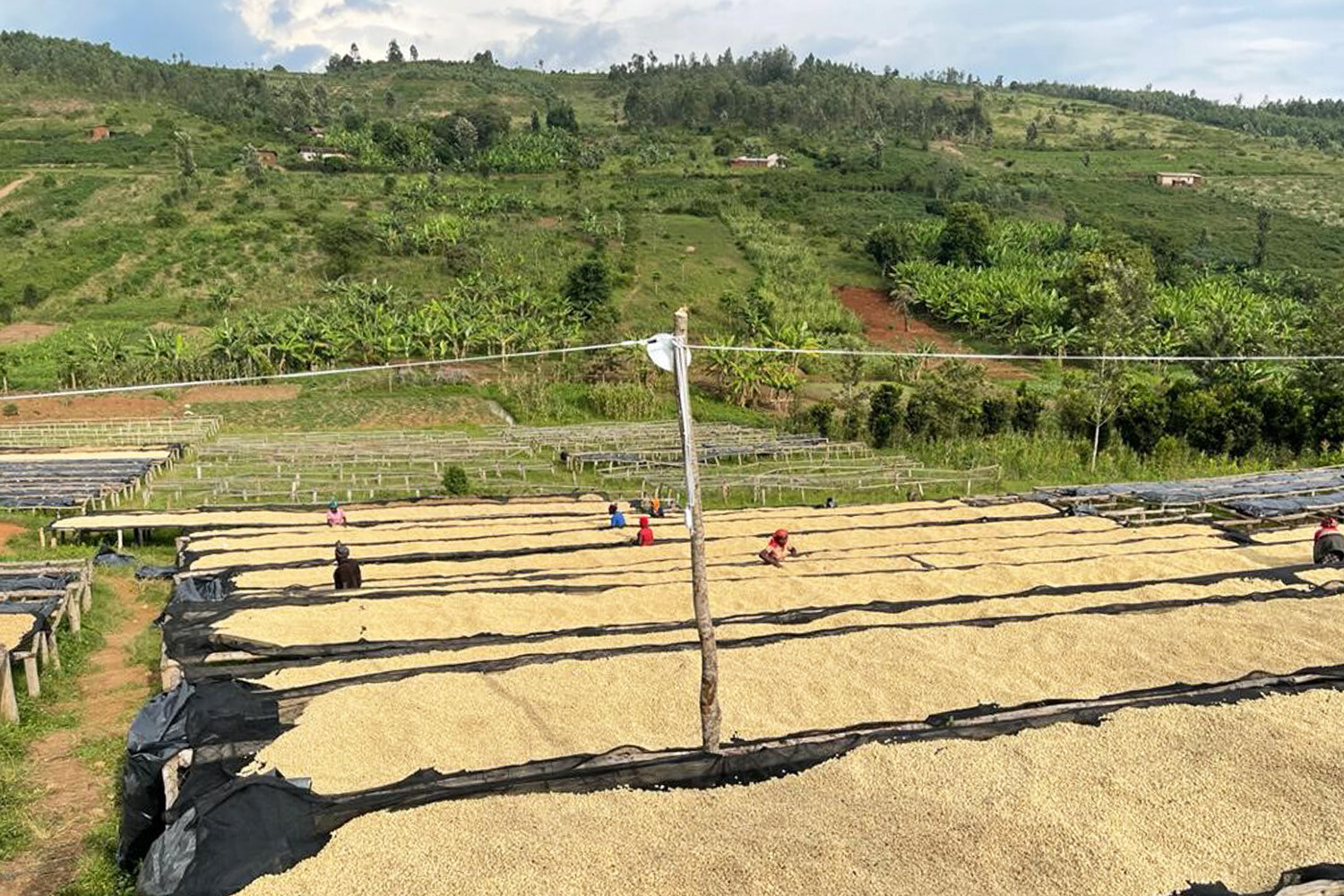 8oz/5lb – Rwandan Coffee – Africa – Premium Fresh Roasted To Order Coffee