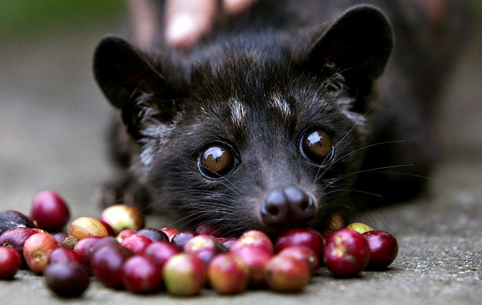 KOPI LUWAK CIVET COFFEE 100 grams 100% REAL!!!