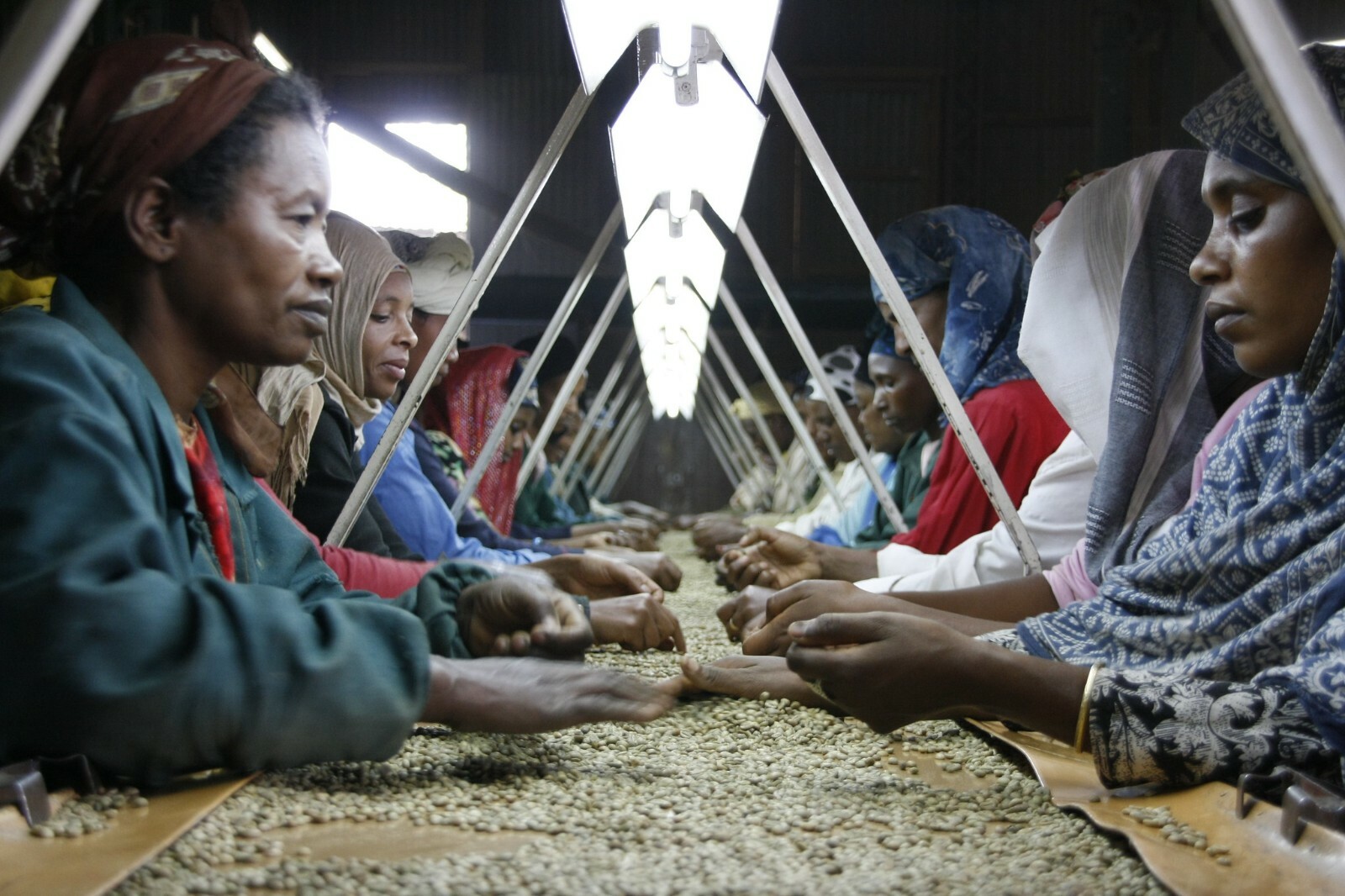 Ethiopia washed Yirgacheffe, unroasted green coffee, small farm coop, 4lbs