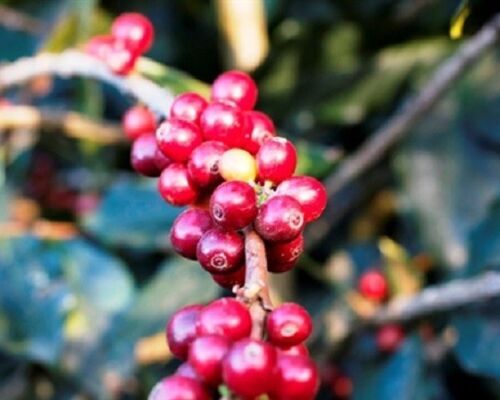 PAPUA NEW GUINEA COFFEE BEANS, PEABERRY MEDIUM ROASTED 2 OR 5 POUNDS