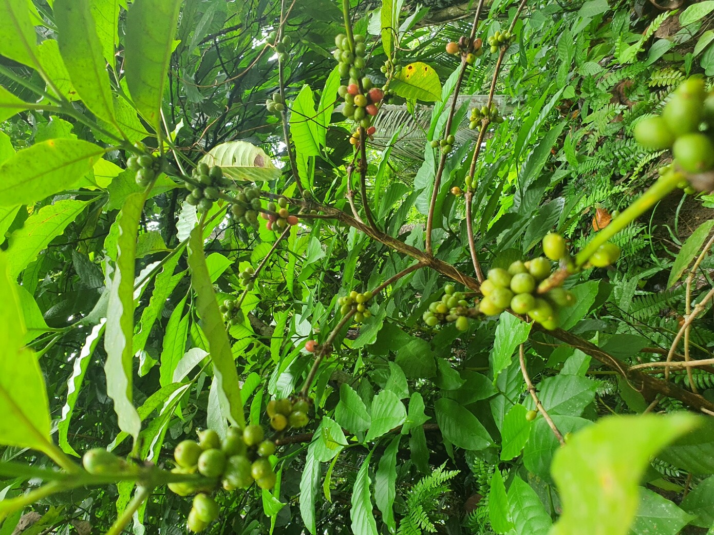 Organic 100% unroasted Coffee Beans / Powder from Ceylon/ Natural Harvested