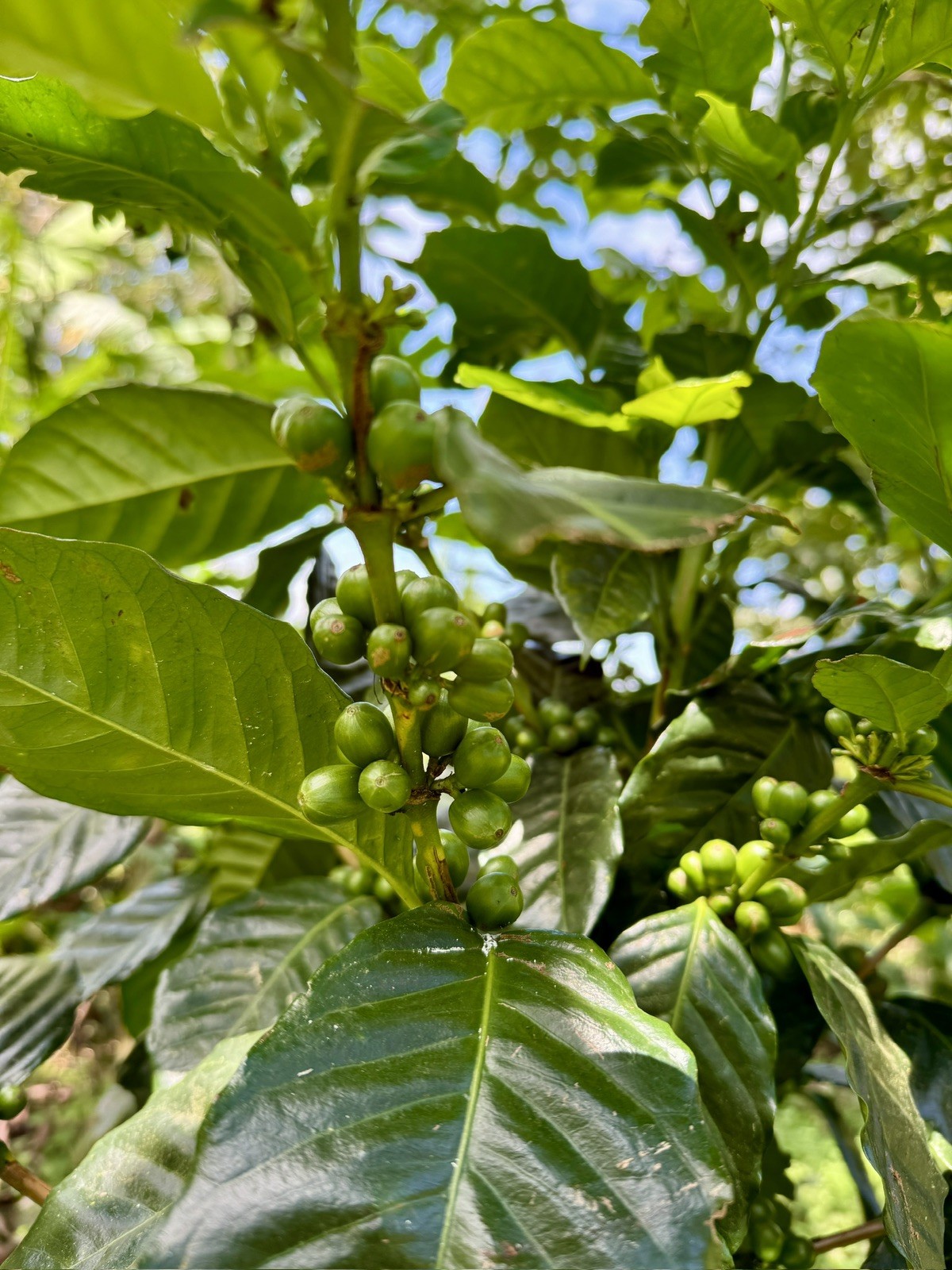 Geisha Coffee beans 8oz Alto jaramillo, Boquete, Finca Moana farm