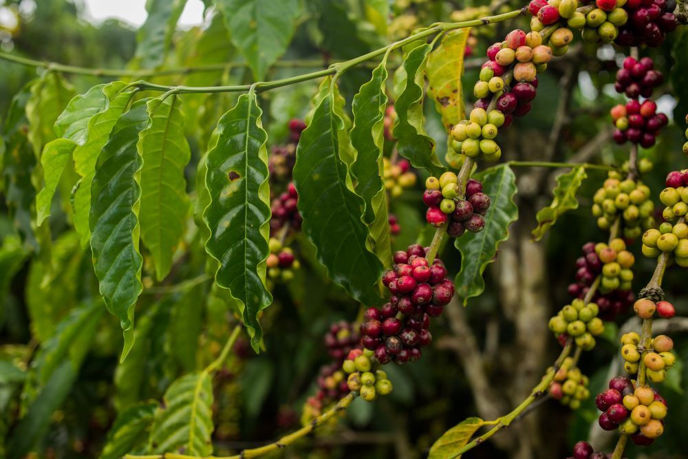 2lb/40lb – Ethiopian Harrar Natural – Premium Unroasted Green Coffee Beans