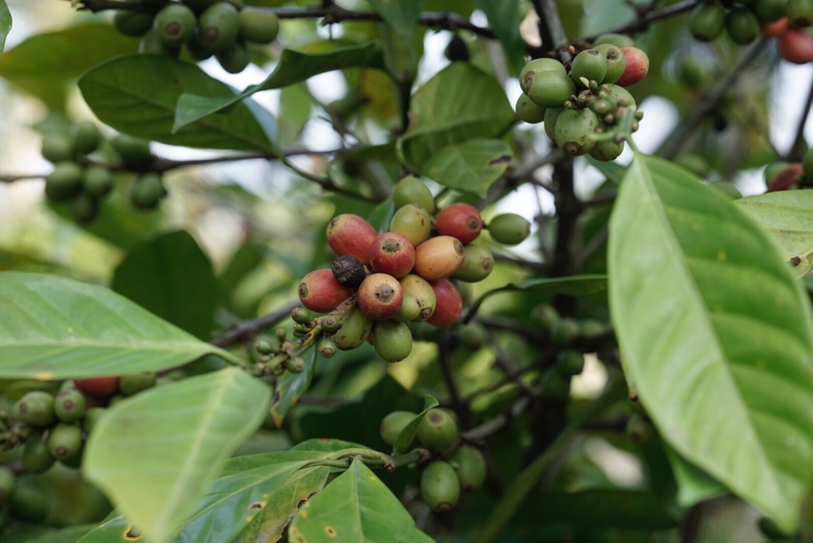 Liberica Honey – Single Origin Bagan