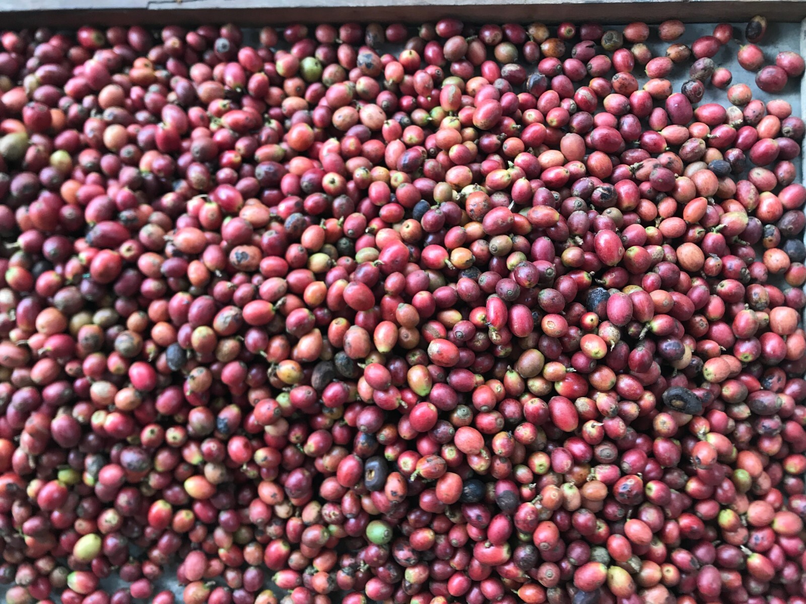 Single Origin Specialty Liberica Natural Process Bagan Ningrat