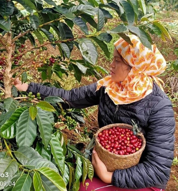 Philippines Honey Mt. Apo Catimor Arabica Green Coffee Beans