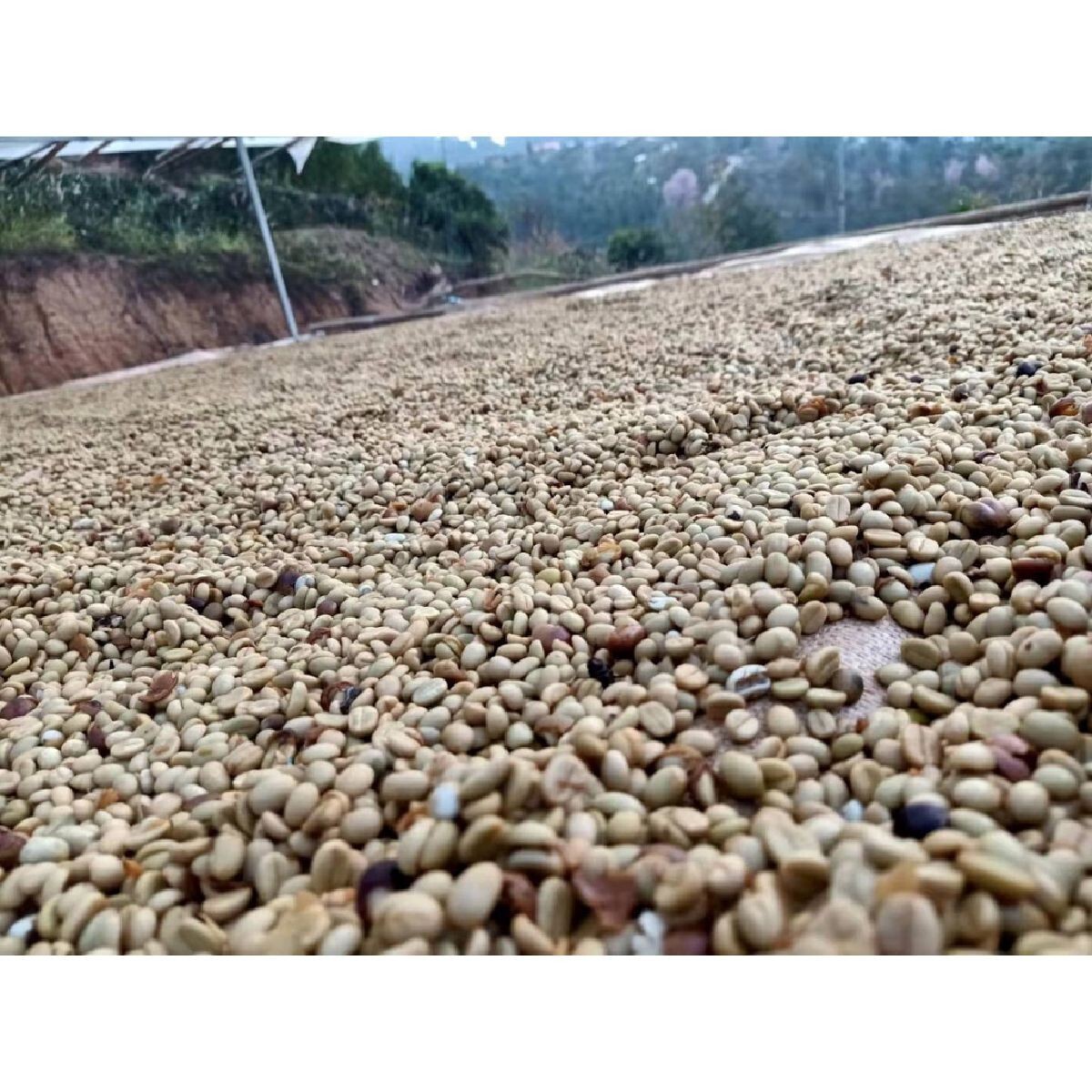 JIN Coffee CR Arabica + Robusta Dark Roasted Coffee Beans from Chiang Rai 500 G.