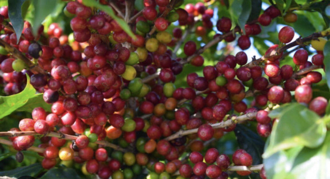 2, 5, 10 LB PERU FRESH ROASTED COFFEE WHOLE BEAN, GROUND – ARABICA