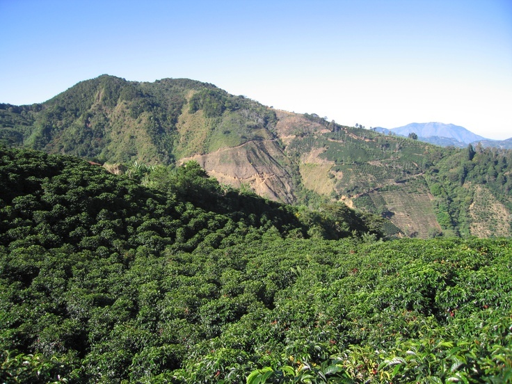 Sumatra Dark Roasted Coffee Beans 5 Pounds