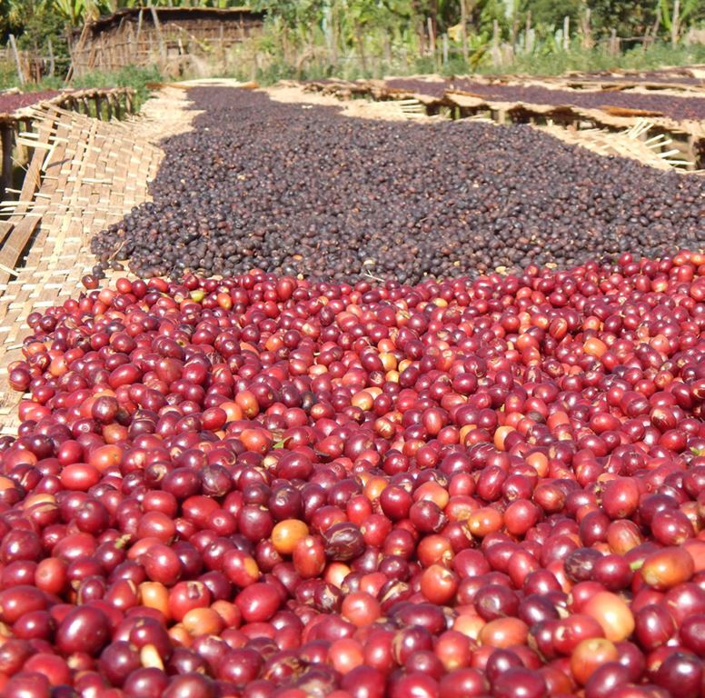 8oz/5lb – Ethiopia Sidamo – African – Premium Fresh Roasted To Order Coffee