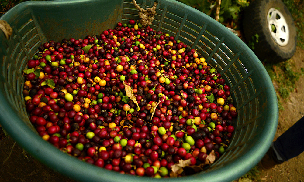 GEISHA Colombia La Esperanza Granja Coffee Beans Medium Roasted 1 Pound Bag