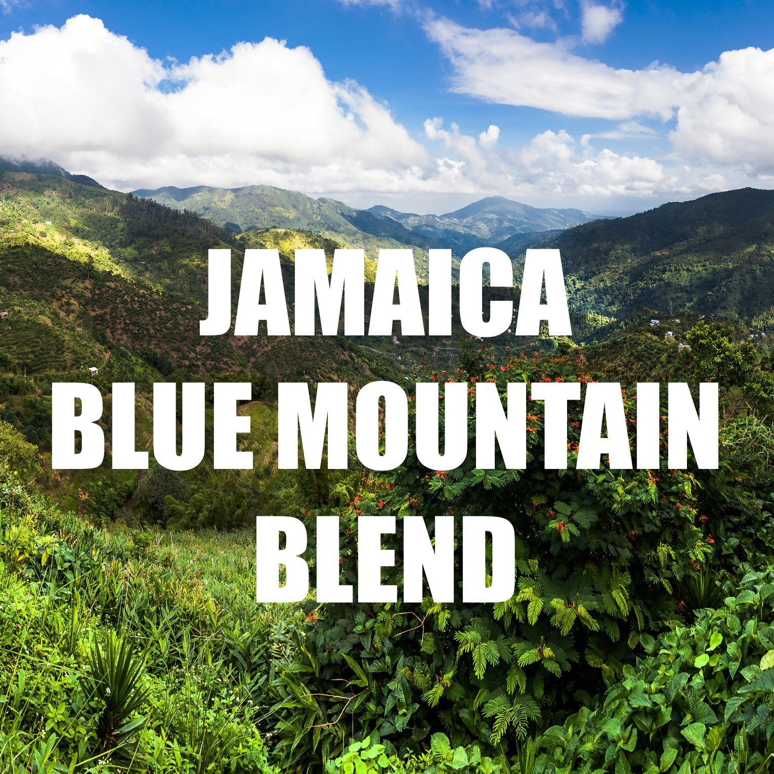 Jamaica Blue Mountain Coffee Blend, Whole Bean, Fresh 16 Ounce (Pack of 1)