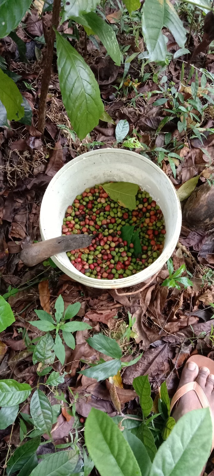 100% Ceylon Coffee Beans Green / Raw / Unroasted homemade 1-1/2 pound