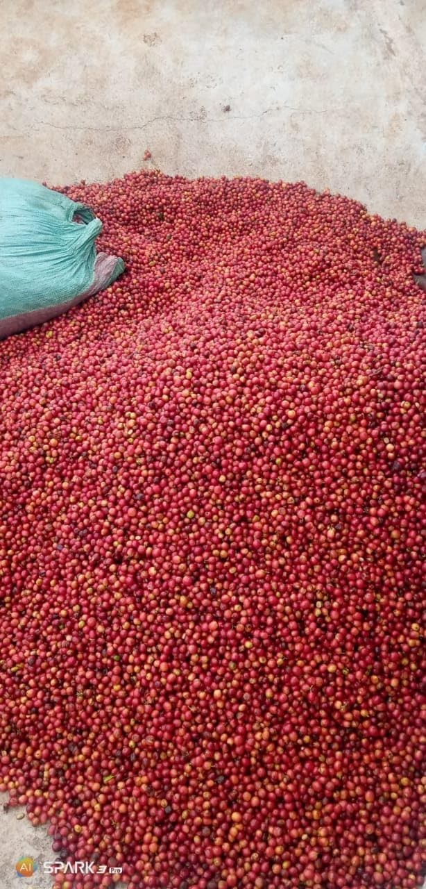 Ethically Sourced Kenya AA Arabica Coffee – 100% Pure Medium Roast Beans 2 LB