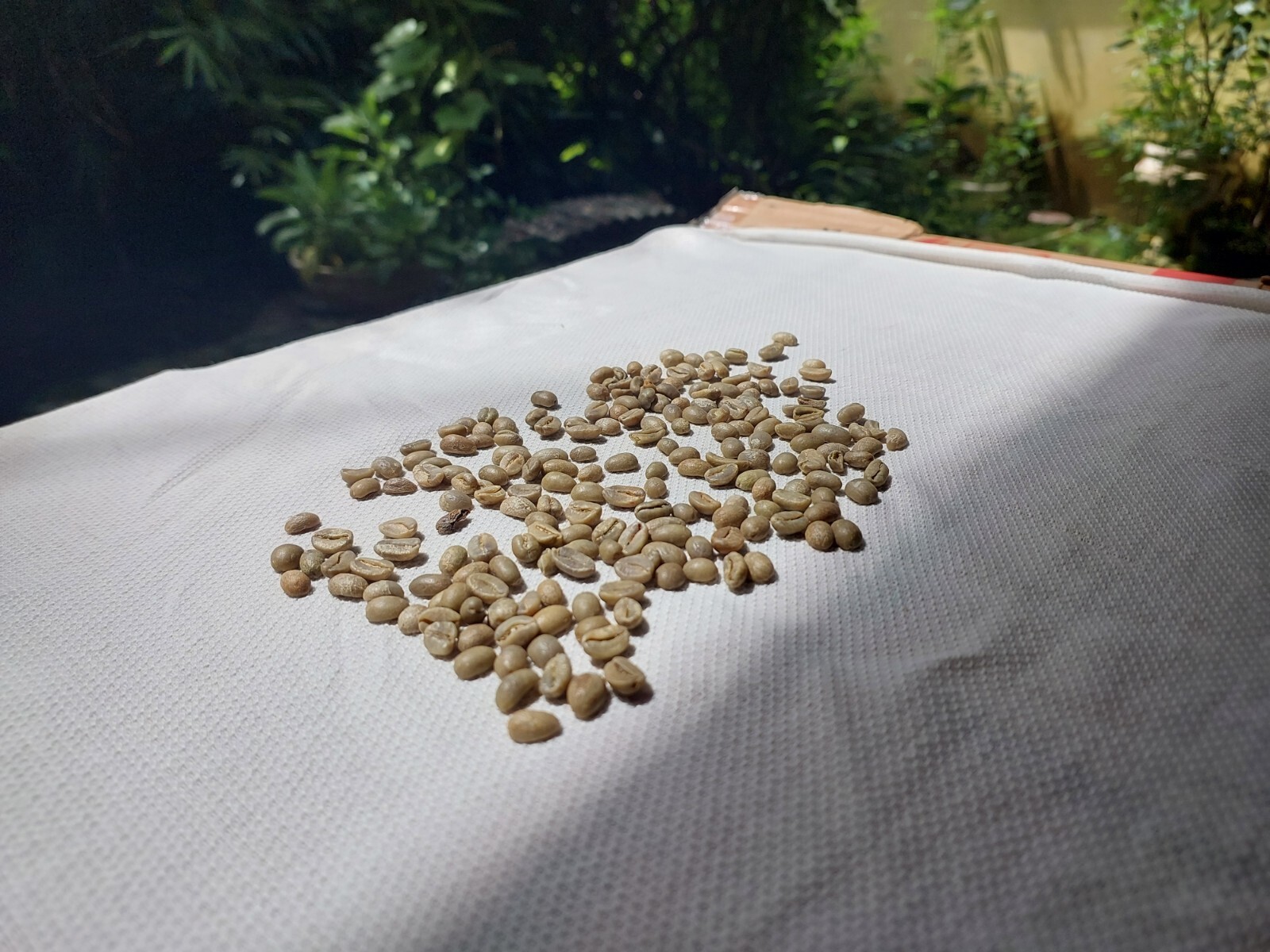 10 lb, le Cafe de Bondowoso – Arabica Coffee