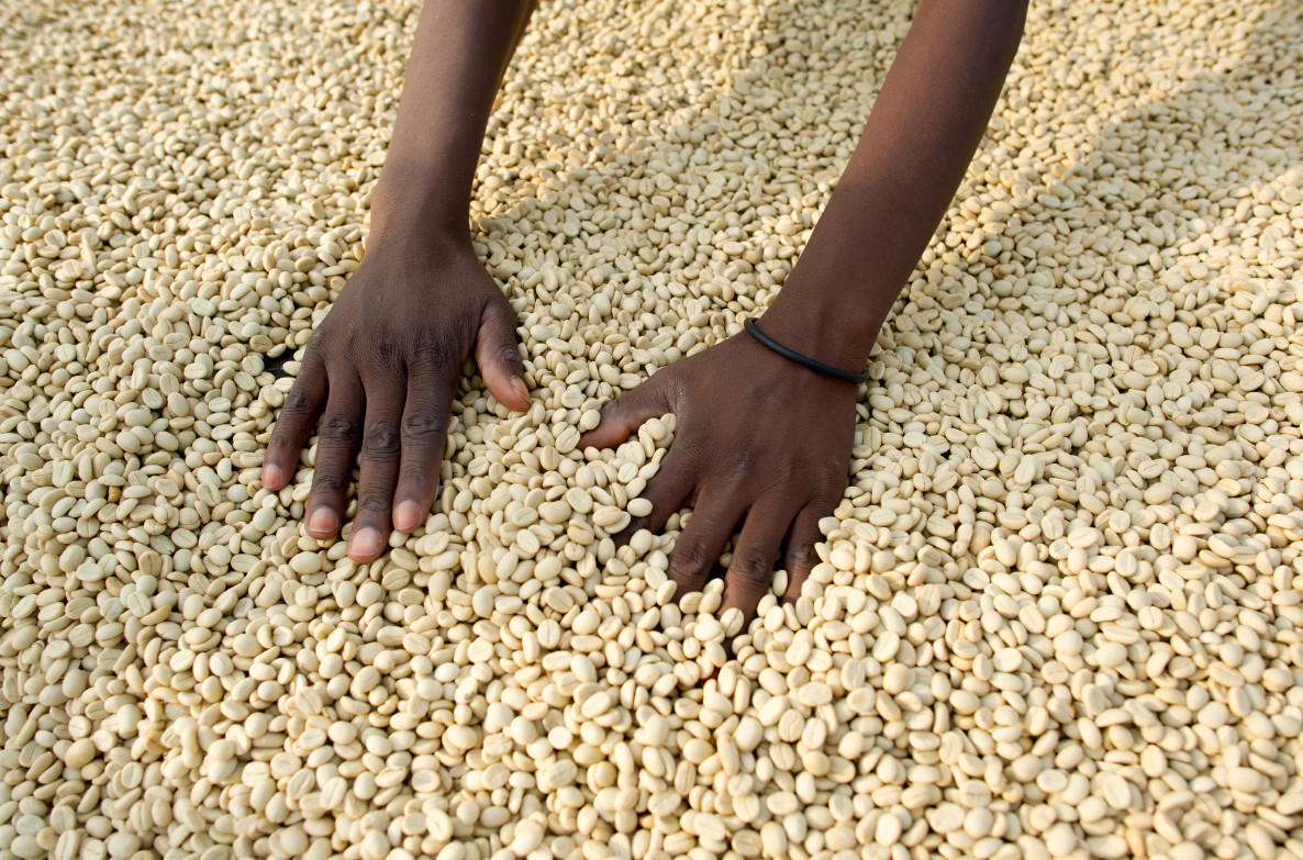 Highest Grade Green Coffee Beans 5 lbs Ethiopian Yirgacheffe