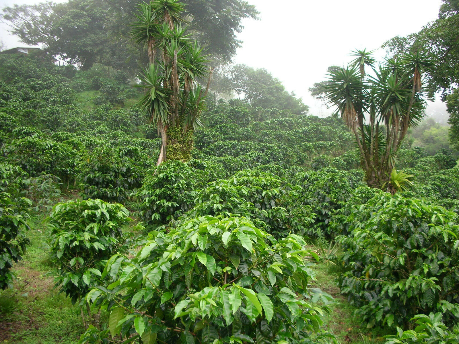 100% KONA HAWAIIAN UNROASTED COFFEE BEANS 10 POUNDS