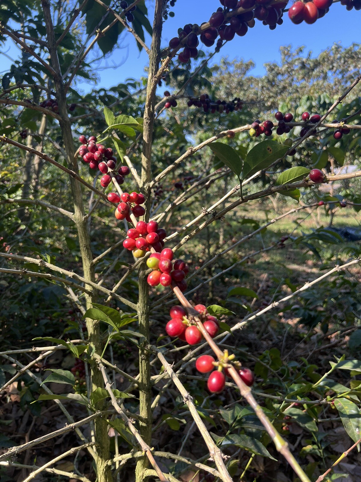 10oz. Whole Coffee Beans. ROAST: Med. El Salvador Specialty-Grade Red Bourbon