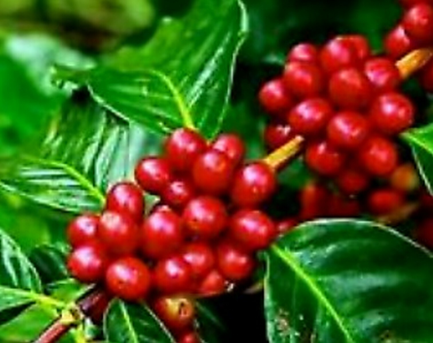5 PACK- Mulvadi 10% KONA BLEND ALL PURPOSE GRIND – 7oz GROUND – Hawaii Coffee