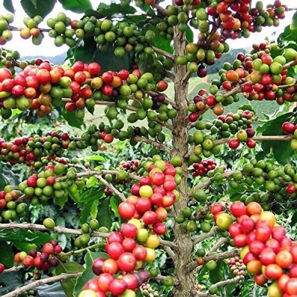 Brickhouse 100% COLOMBIAN COFFEE ROASTED BEANS 3 BAGS 5LB EA FRESH WEEKLY