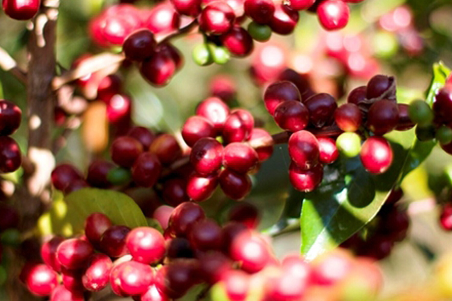 8oz/5lb – Kenya AA – Africa – Premium Fresh Roasted To Order Coffee