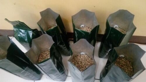 1 lb authentic Kopi Luwak Gayo wild Civet whole beans coffee roasted