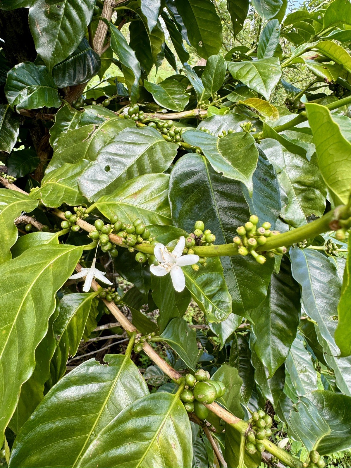 Geisha Coffee beans 8oz Alto jaramillo, Boquete, Finca Moana farm