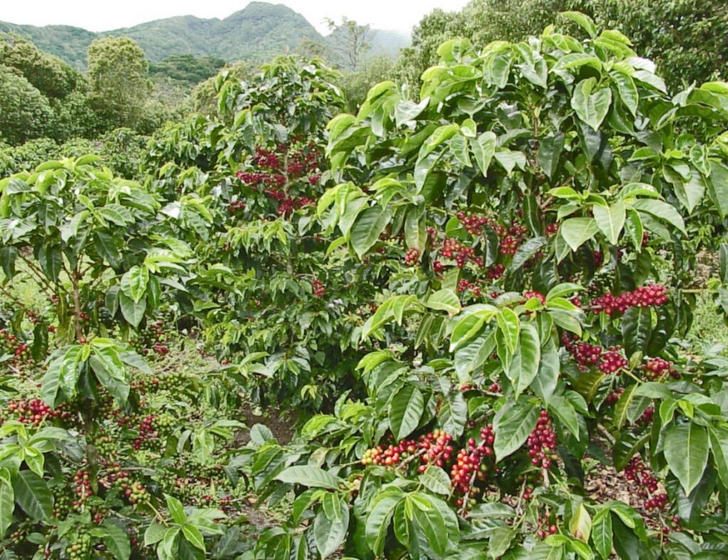 Panama Coffee Finca Dos Jefes Estates. Direct Trade 🤝🏼 Fair Wage. Natural Dark