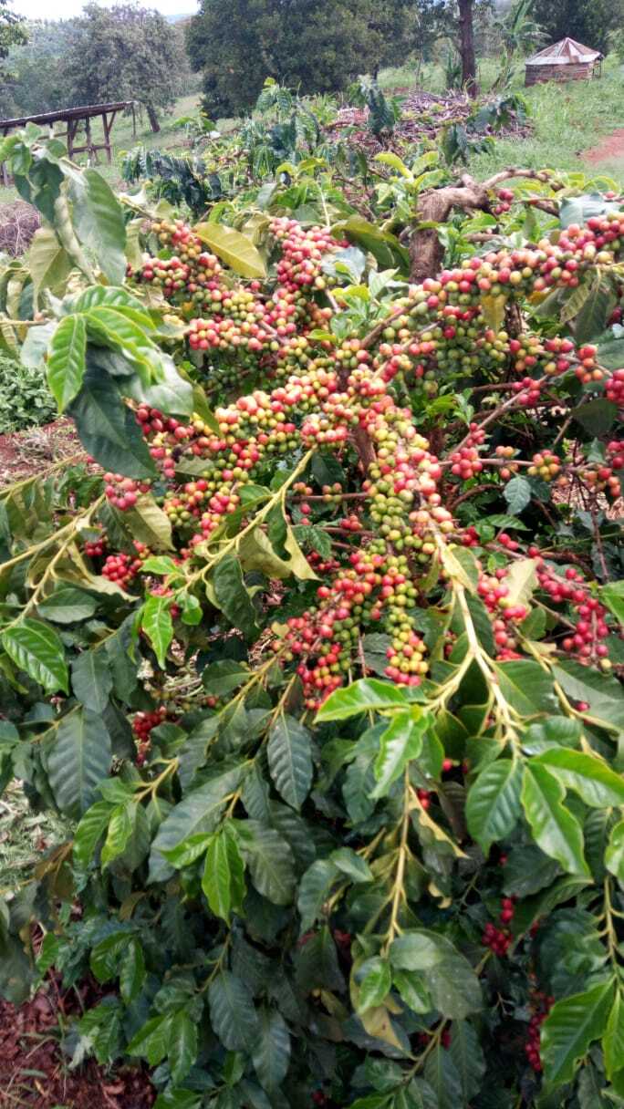 1Lb Kenya AA Coffee Superior Grade