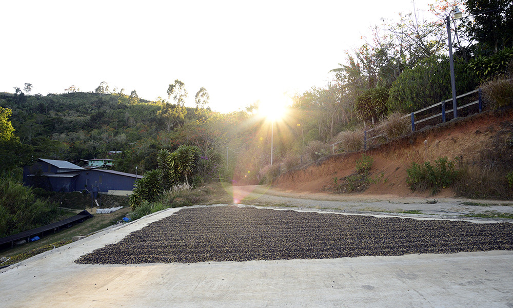 Coffee Beans Panama Bouquet Fresh Roasted Dark Daily 2 Pounds, 1 Pound Bags